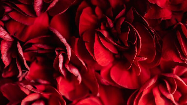 Heliante Moningka, begeleidt vrouwencirkel en rode tent